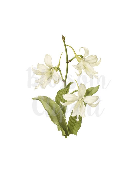 flower clipart, Digital Illustration, clipart flower and etsy