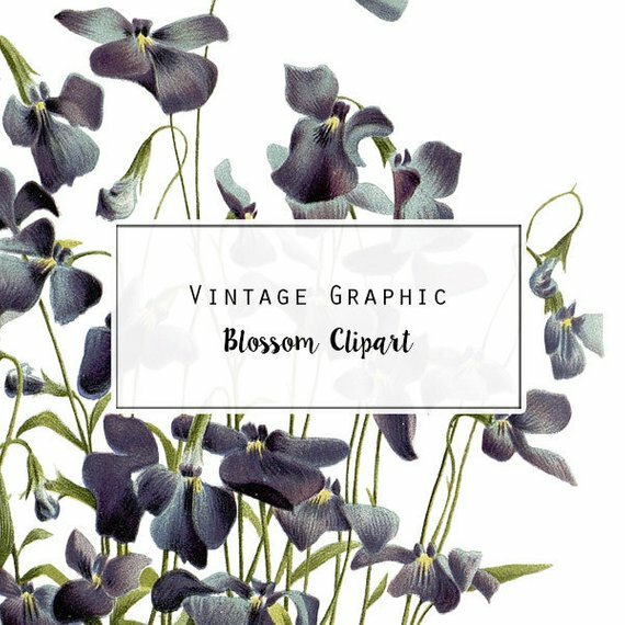 botanical print, clip art flower, floral print and vintage flower