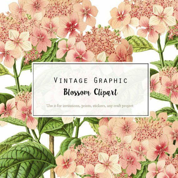 wedding invitation, flower png, floral clipart and illustration
