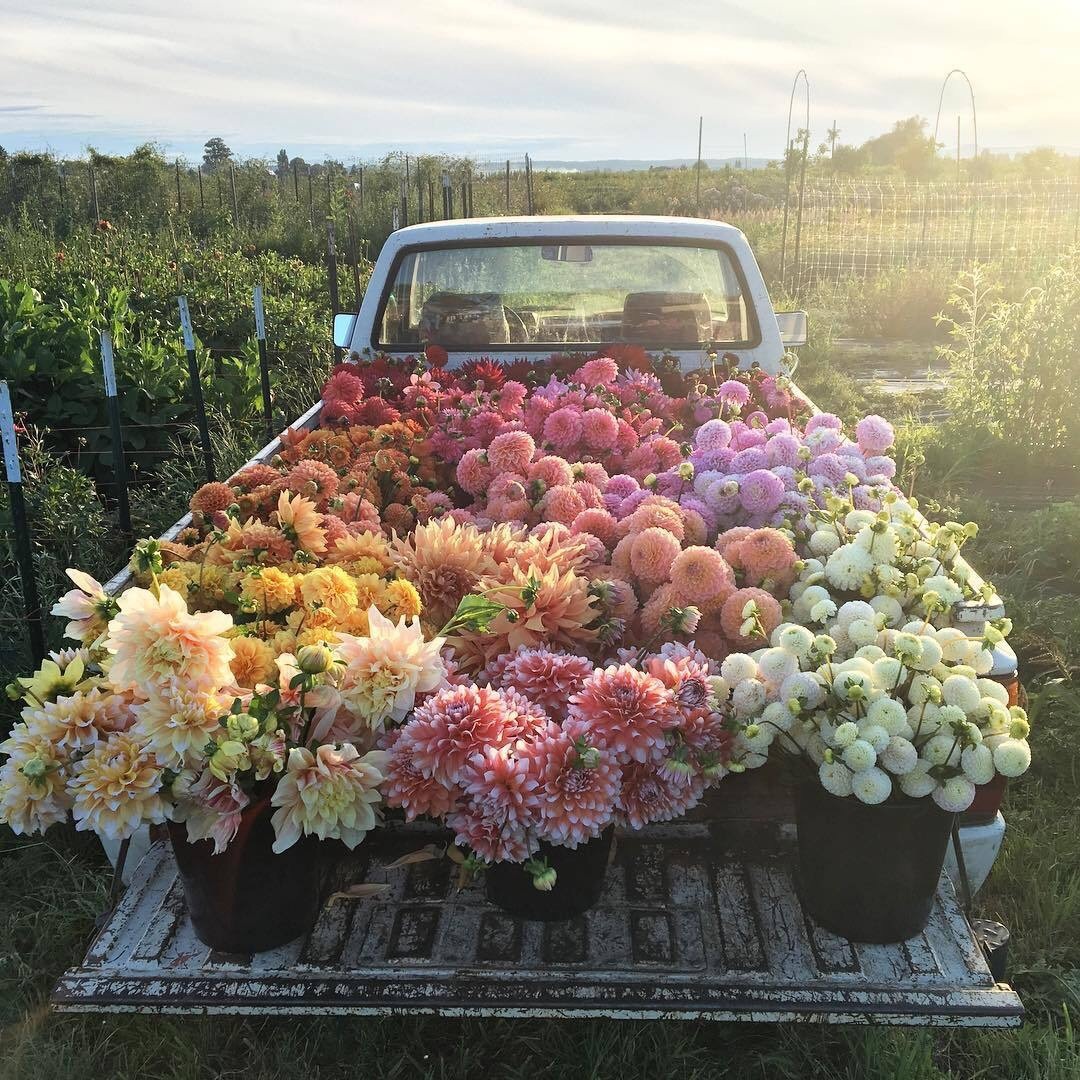 flowers, decoration, peaceful and beautiful