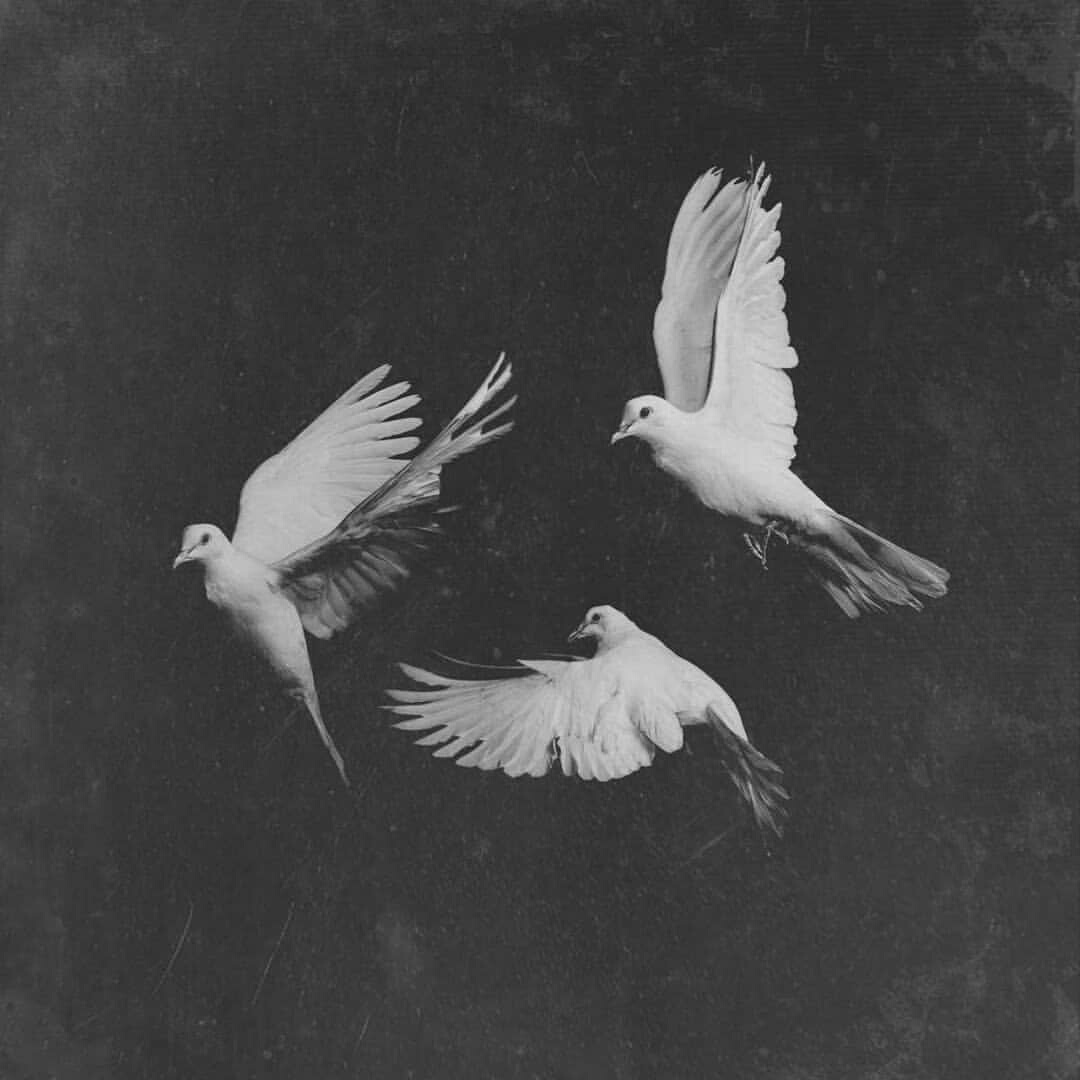 beauty, dove, animals and Halloween