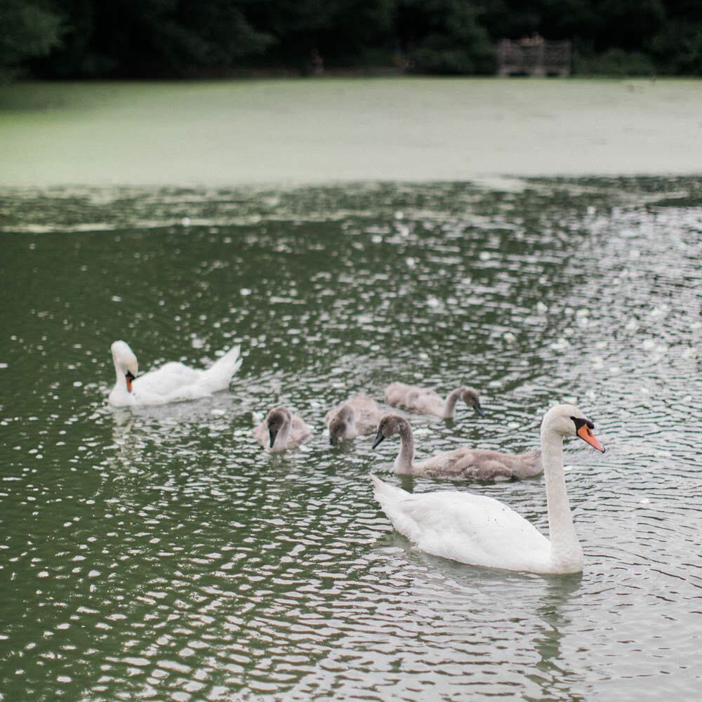 swan lake, wedding dream, by the lake and birds