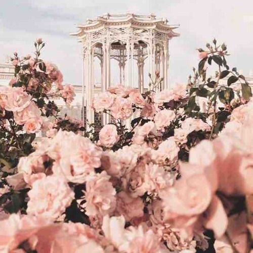 pink flowers, roses, flowers and pink aesthetic
