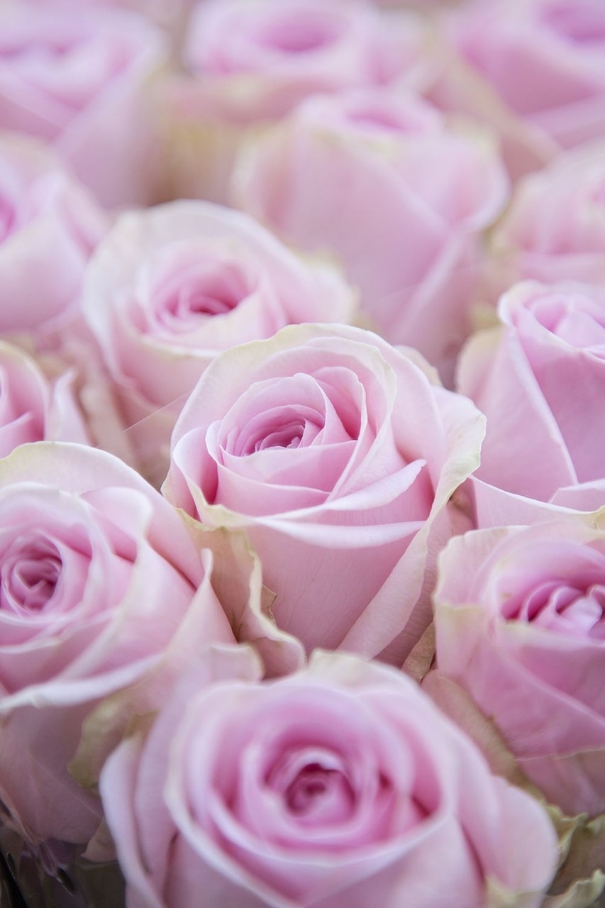 beautiful, pink, background and roses
