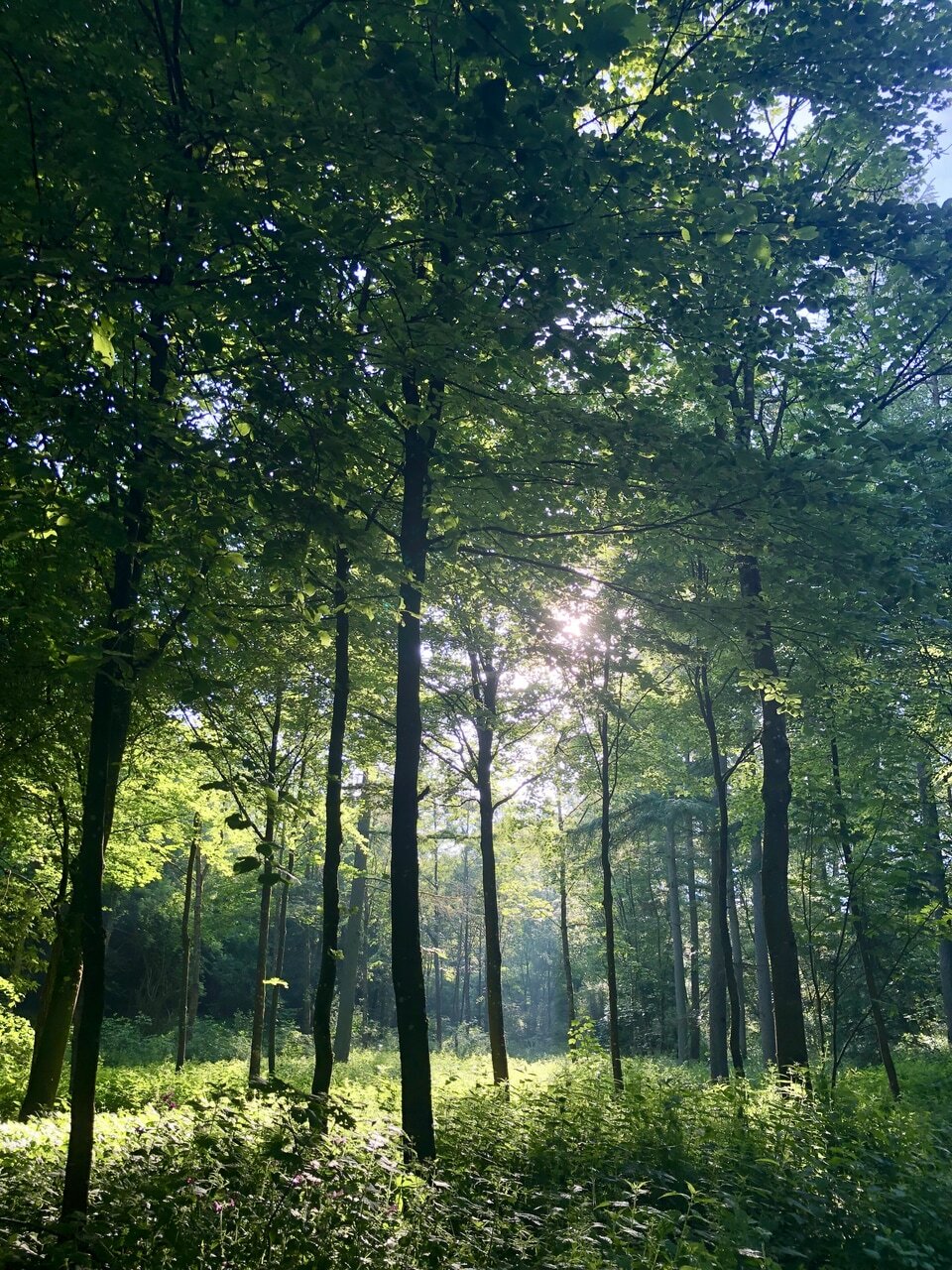 lovely, nature, sun and trees