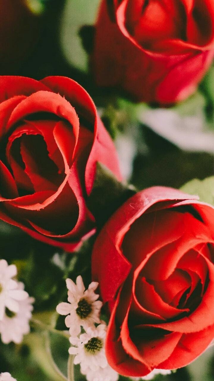 roses, beautiful, flowers and wallpapers