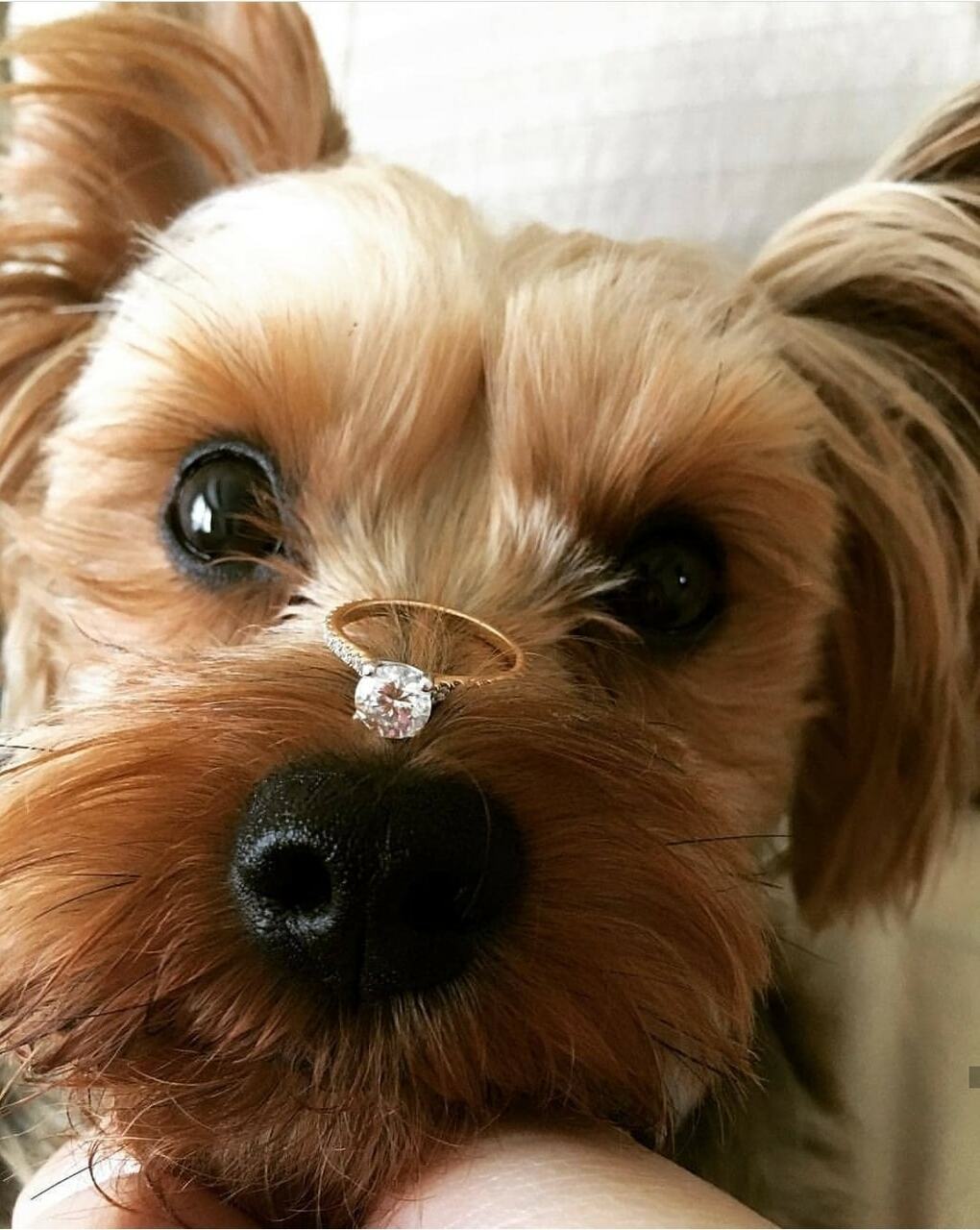 bride, amazingpic, marriage and pet
