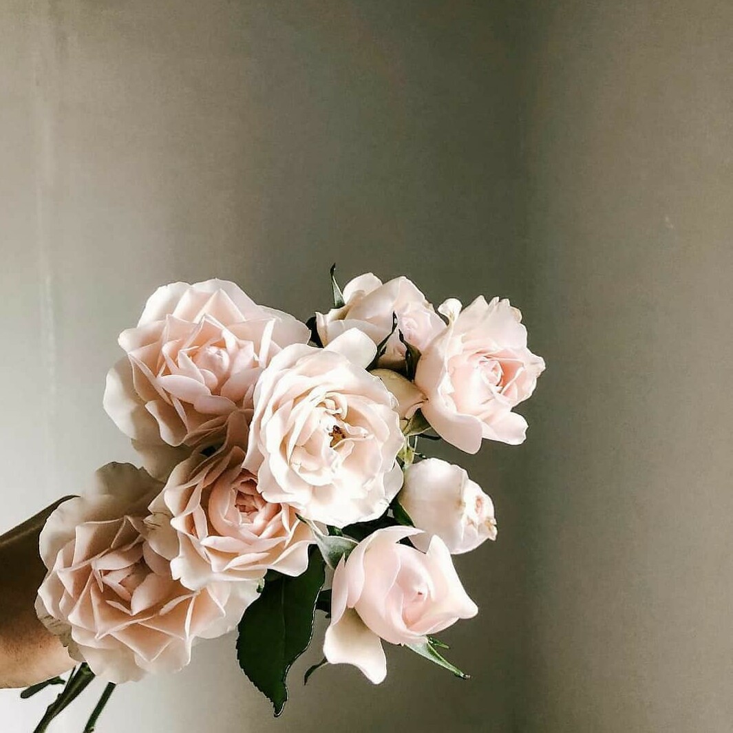 beauty, flowers, flora and vintage