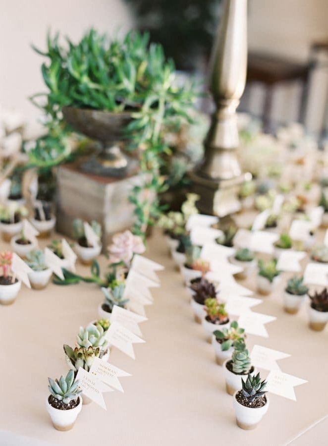 gardening, succulent theme, succulents and plant