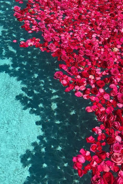 pink, roses, love and hearts