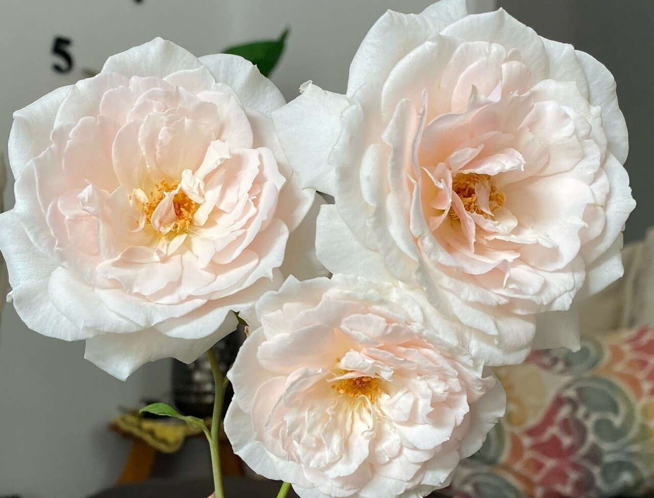 good morning, garden, chripping and Fleurs