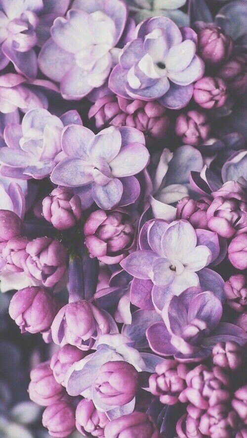 beautiful, violet, inspiration and flowers