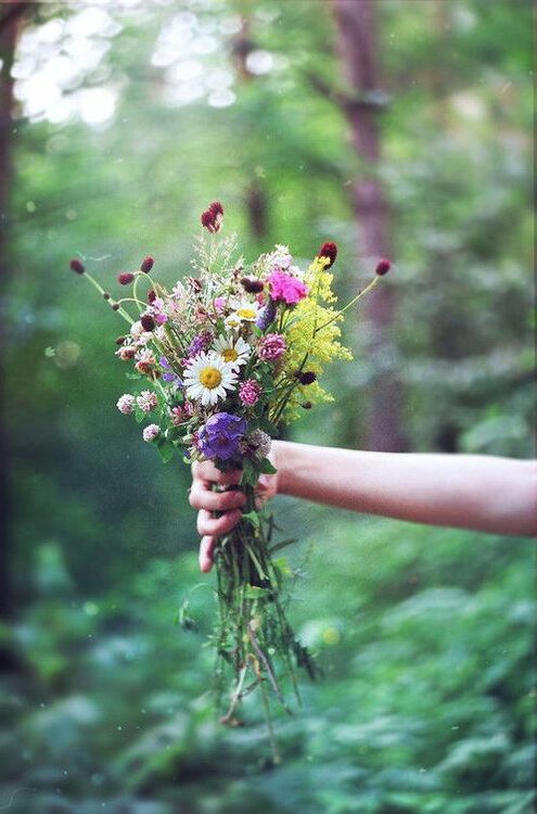 beautiful, natural, lovely and Wild Flowers