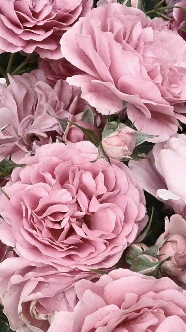peonies, inspiration, wallpapers and lockscreen