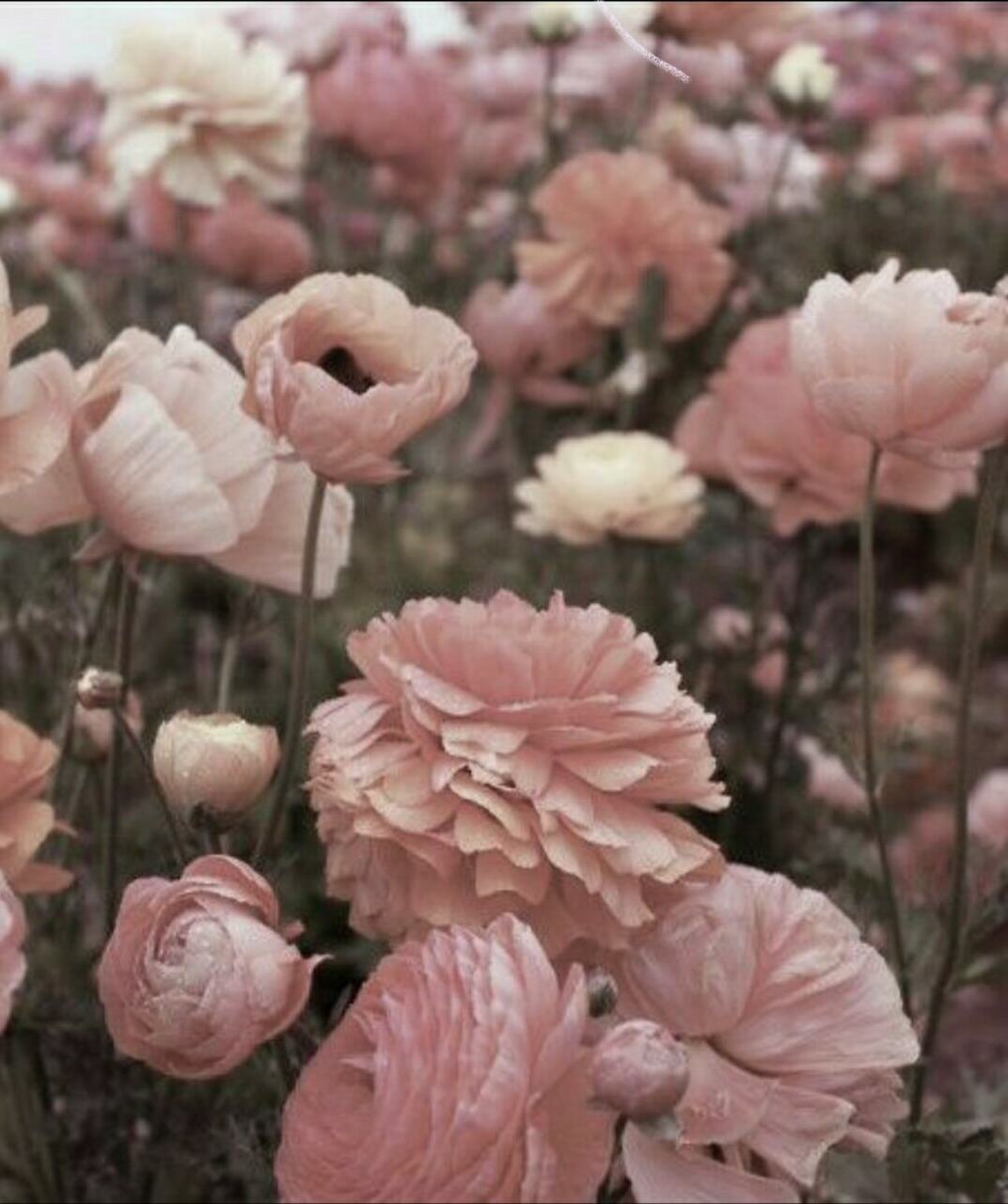 background, soft, wedding flowers and aesthetic