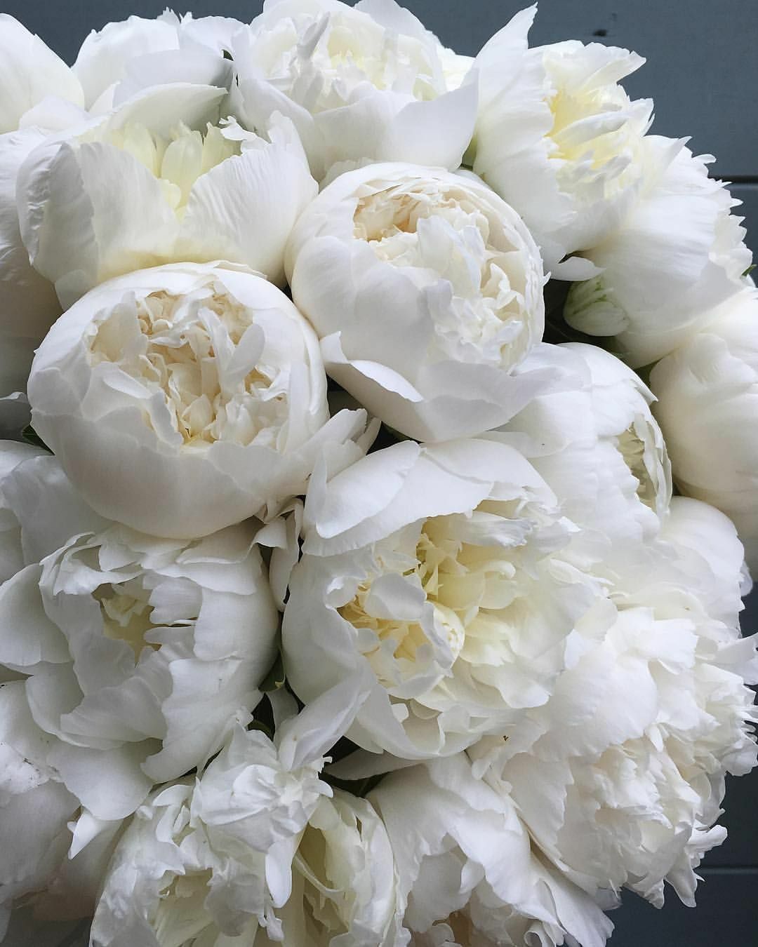 white, off white, bouquet and flowers