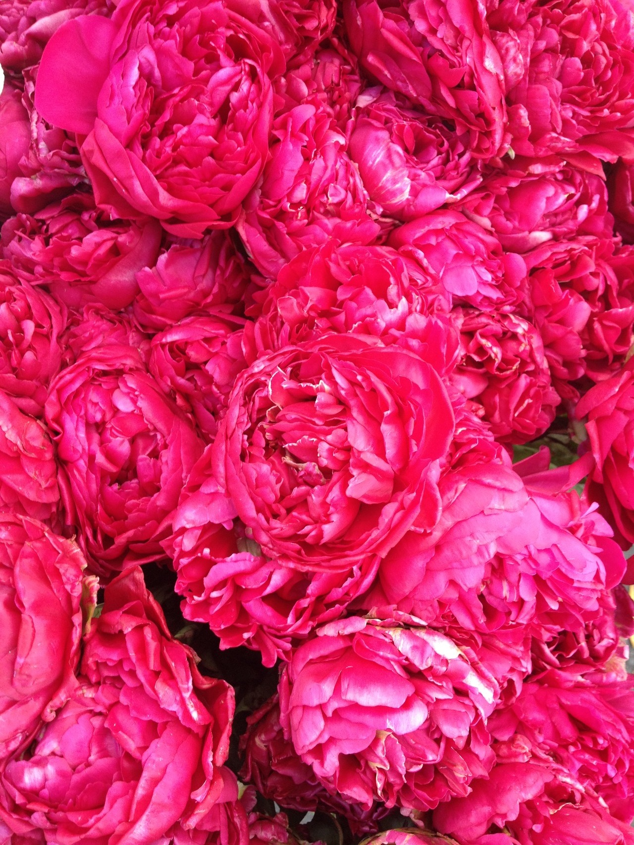 spring, peonies, summer and flower