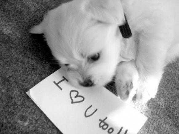 Valentine's Day, photo and love