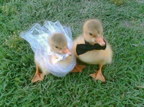 duck, baby and cute