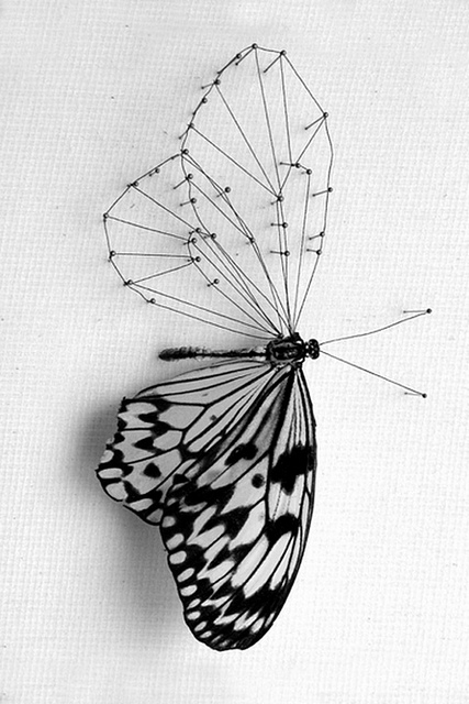 butterfly, cute and fashion