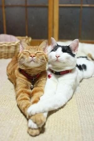 amour, lol and cute