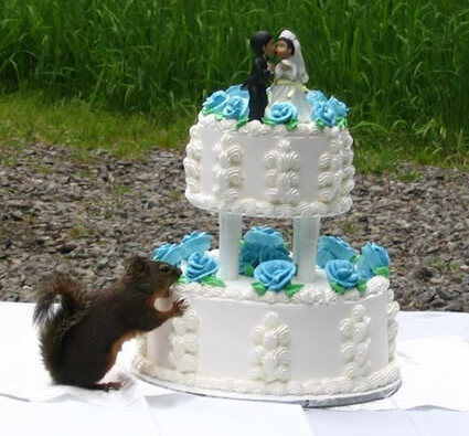 cute, squirrel and lol