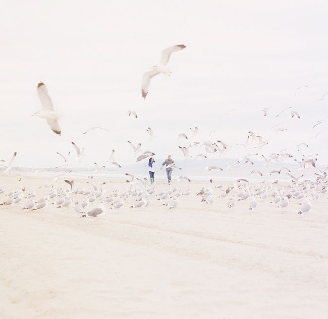 seagull, nature, love and fun