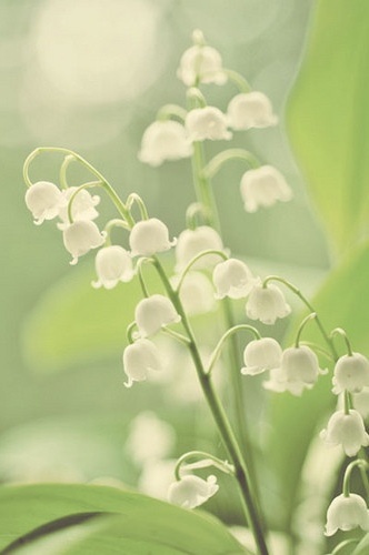 flower, pastel and nature
