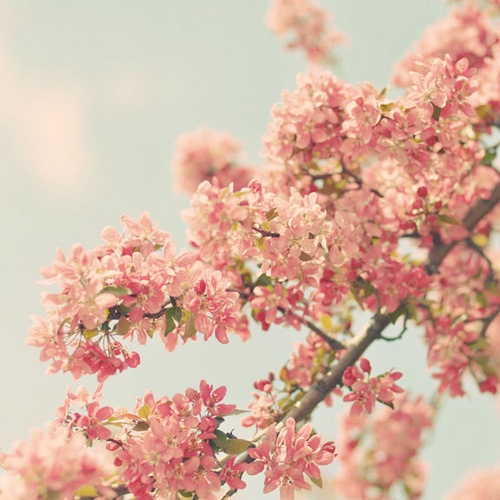 photography, summer, pastel and white