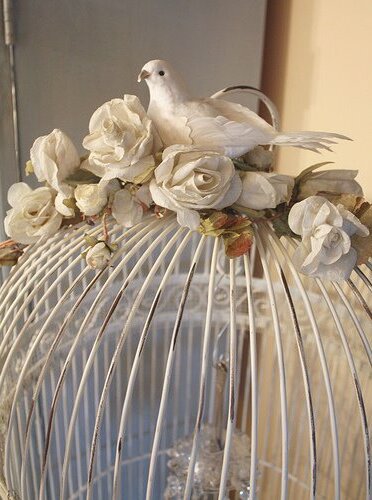 beauty, dove and creature