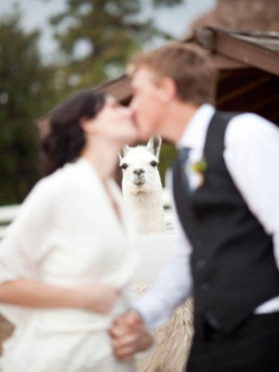 cute, llama and couple