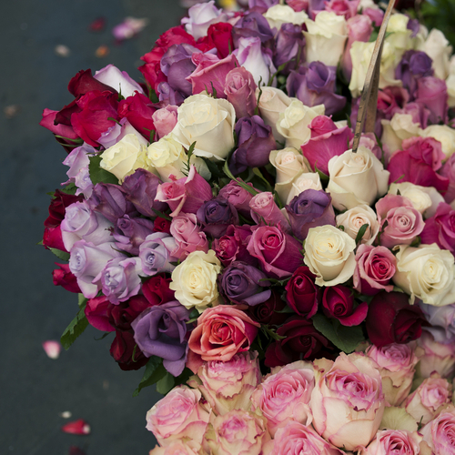 romance, roses, pink and white and pink