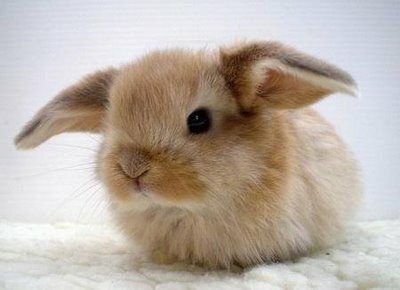 simplicity, animal and white