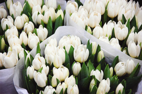 flowers, white and love