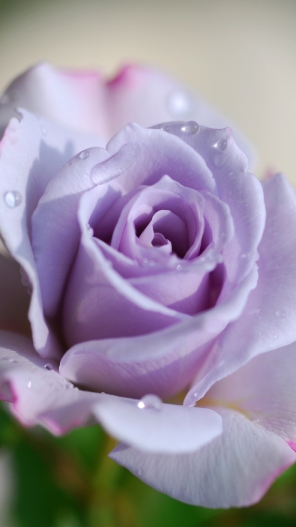 today, beautiful, blueviolet and rose