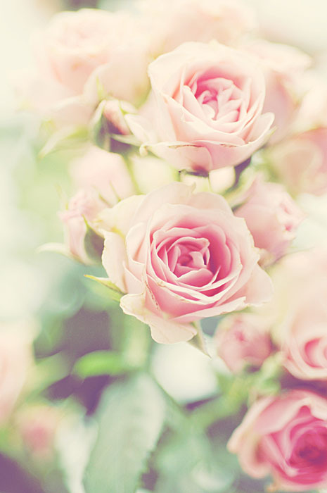 lamp, beautiful, roses and rose