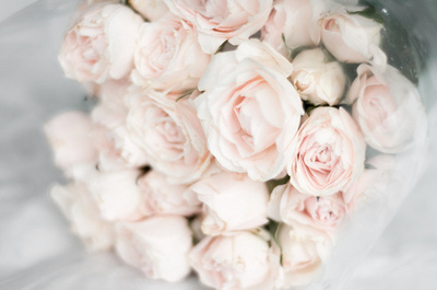 spring, rose and j