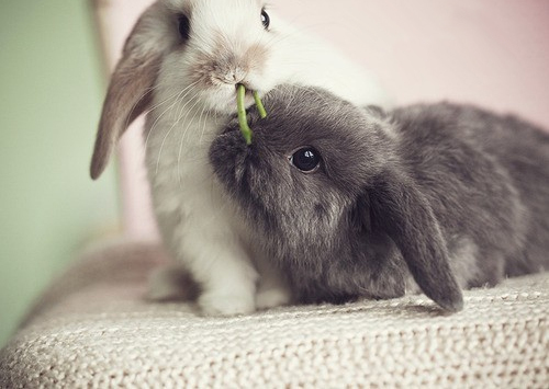 peace, flower and bunny