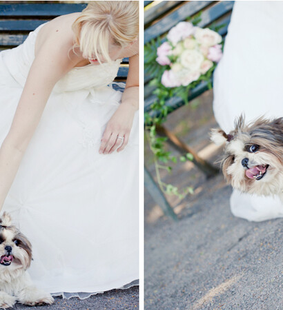bride, dog and cute