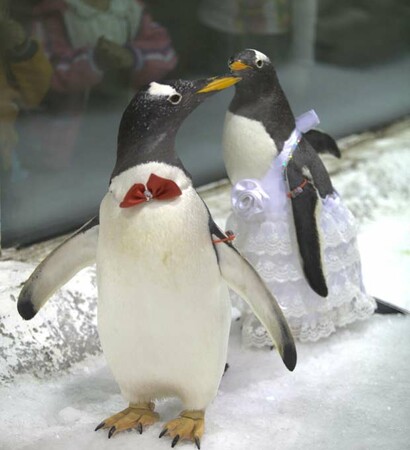 pinguin and cute
