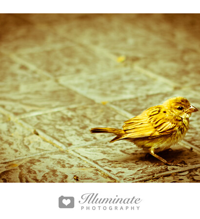 bird and en