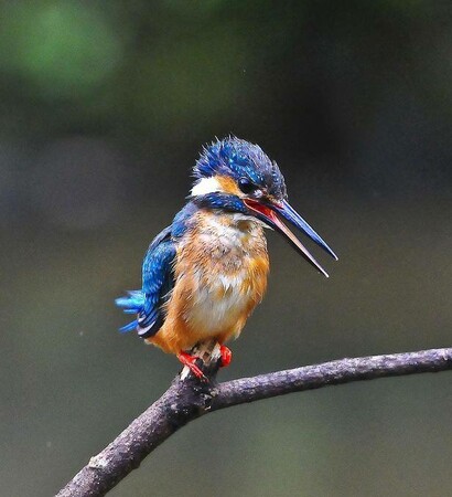 bird, clean and animal