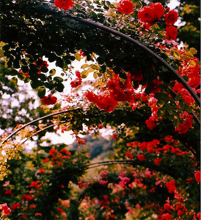 morning, petals and photography