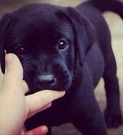 girl, puppies and amazing