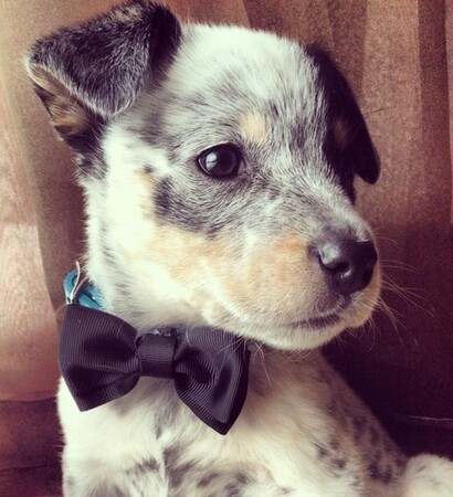 bow tie, dog and cute