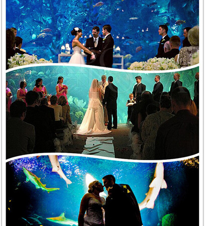 iwant, shark and ocean
