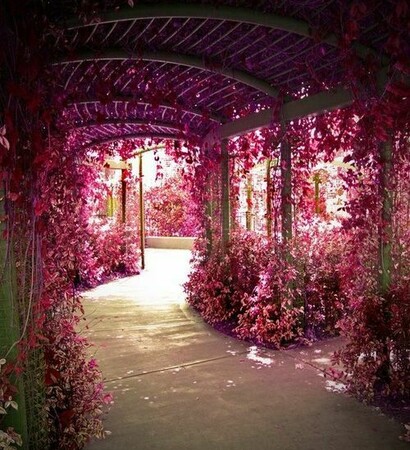 petals, nature and pink
