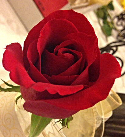 rose, blood red and anniversary