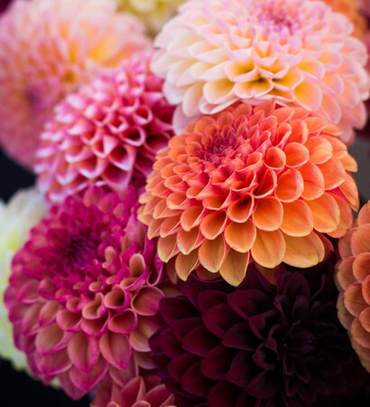 woah, rainbow and bouquet