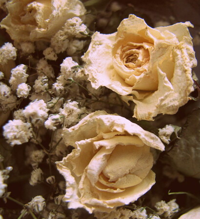 Dead Flowers, floral and indie